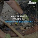 Are Termite Traps an Effective Solution?