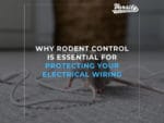 Why Rodent Control is Essential for Protecting Your Electrical Wiring