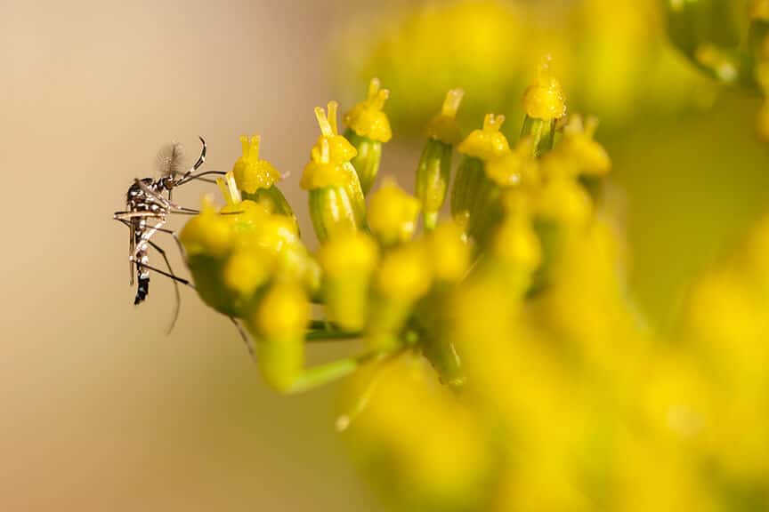 Affordable Mosquito Treatment Plans In Eloy