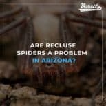 Are Recluse Spiders a Problem In Arizona?