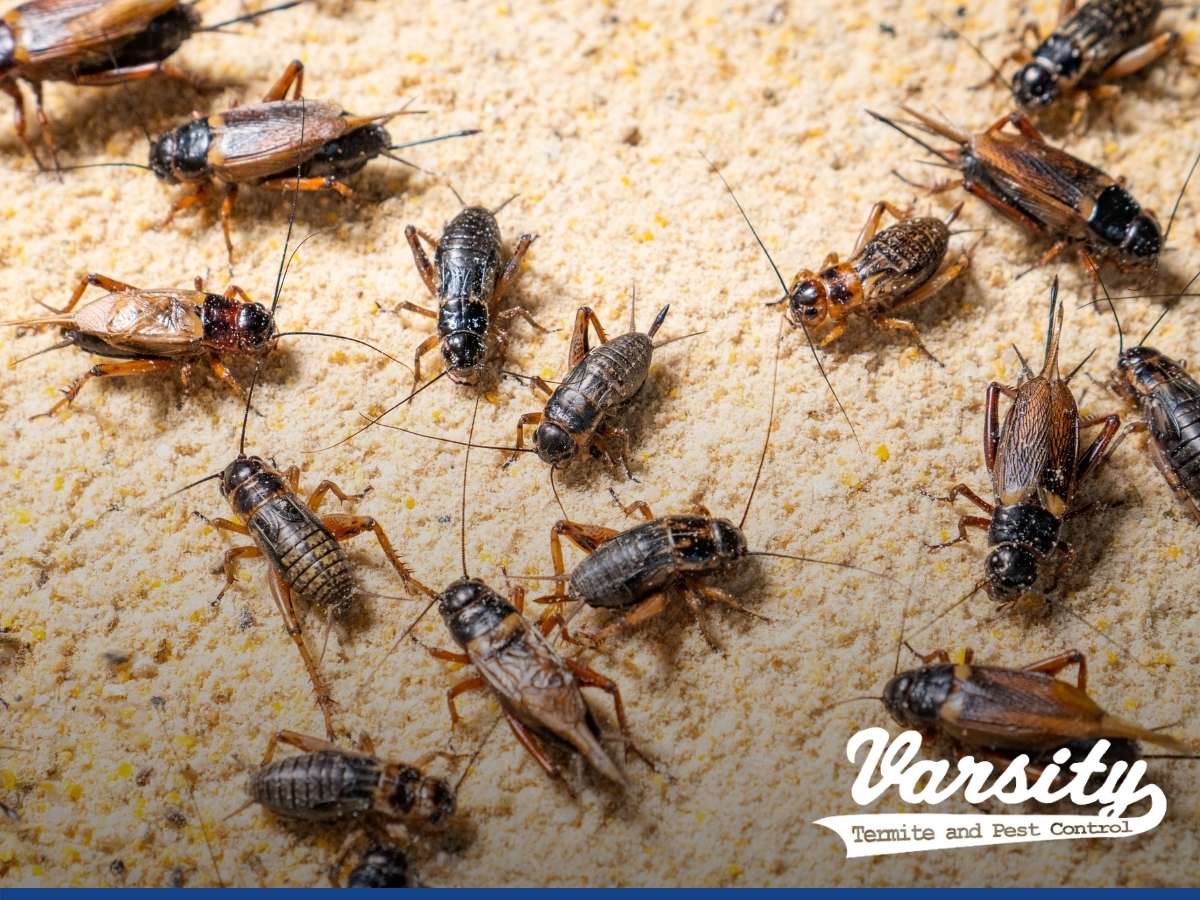 Is There a Reason To Be Worried About Having Crickets In Home In Phoenix, AZ?