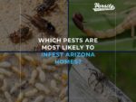 Which Pests Are Most Likely To Infest Arizona Homes?