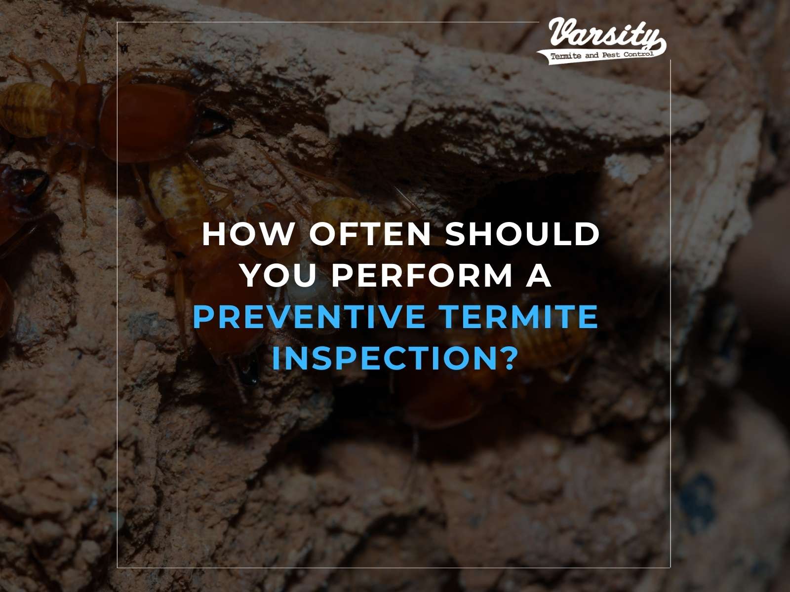 How Often Should You Perform a Preventive Termite Inspection