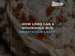 How Long Can A Household Bug Infestation Last