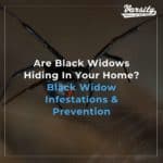 Are Black Widows Hiding In Your Home Black Widow Infestations & Prevention