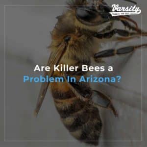 Are Killer Bees a Problem In Arizona