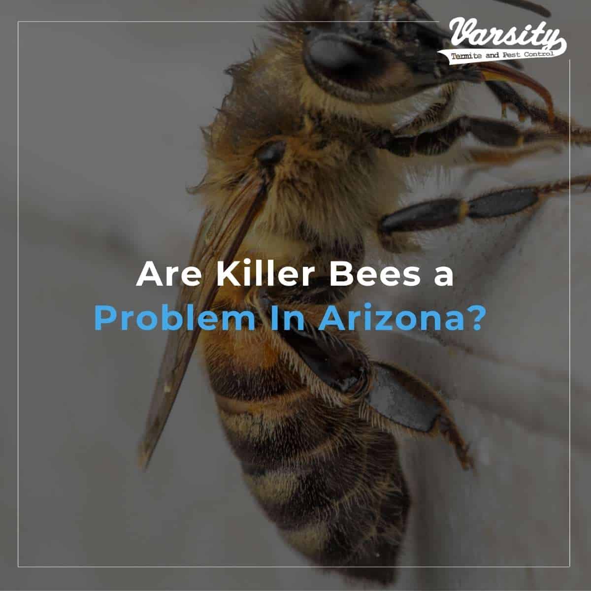 Are Killer Bees a Problem In Arizona