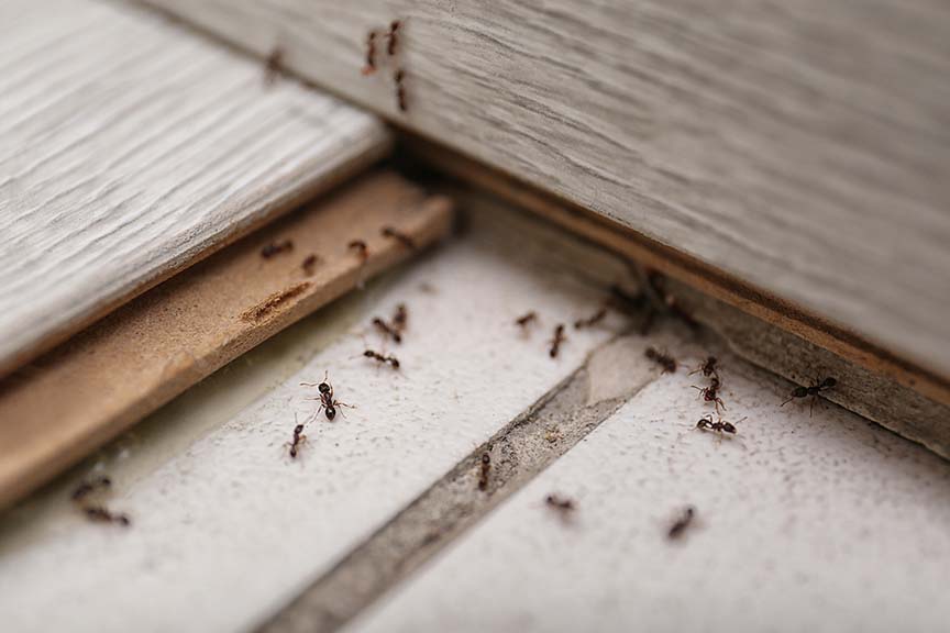 Affordable Bed Bug Pest Control In Ahwatukee