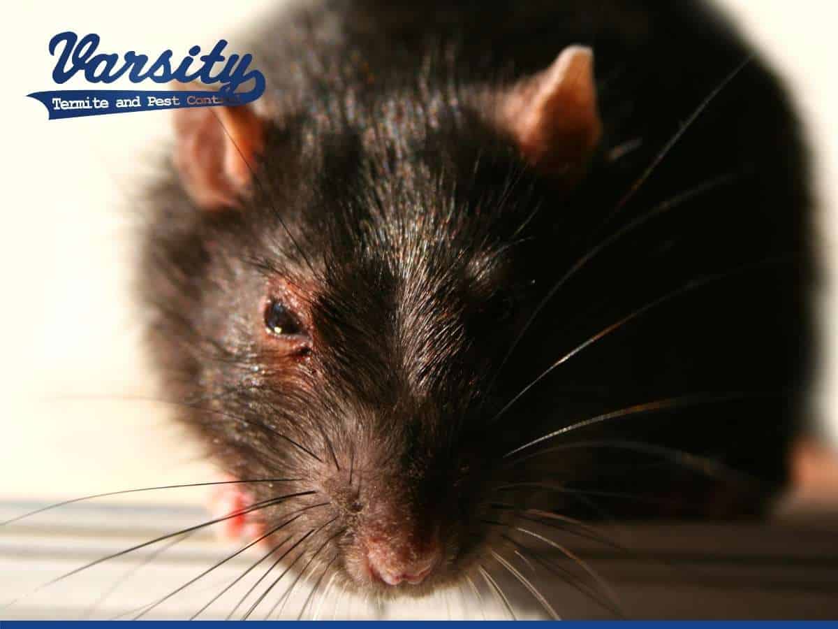 A roof rat invading a home in Arizona