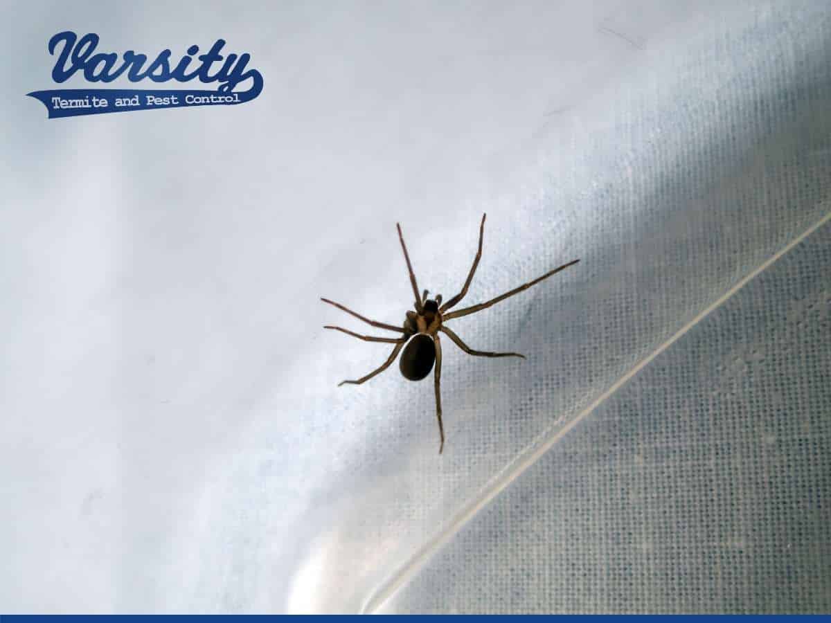 A brown recluse spider in house in Phoenix