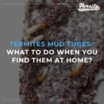 Termites Mud Tubes in Arizona