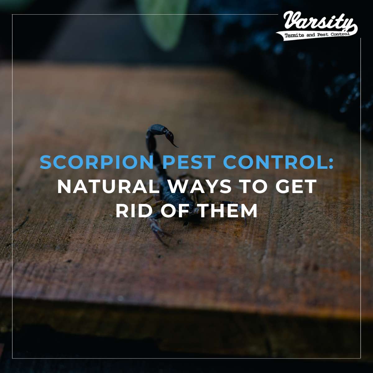 Scorpion Pest Control: Natural Ways To Get Rid Of Them