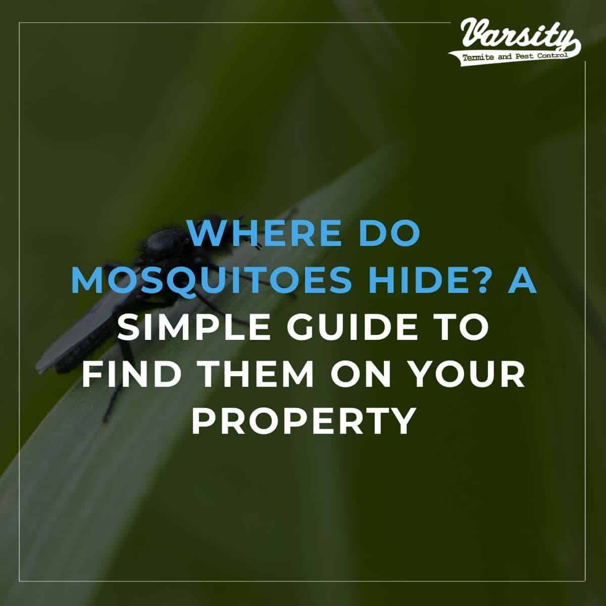 Where Do Mosquitoes Hide A Simple Guide To Find Them On Your Property