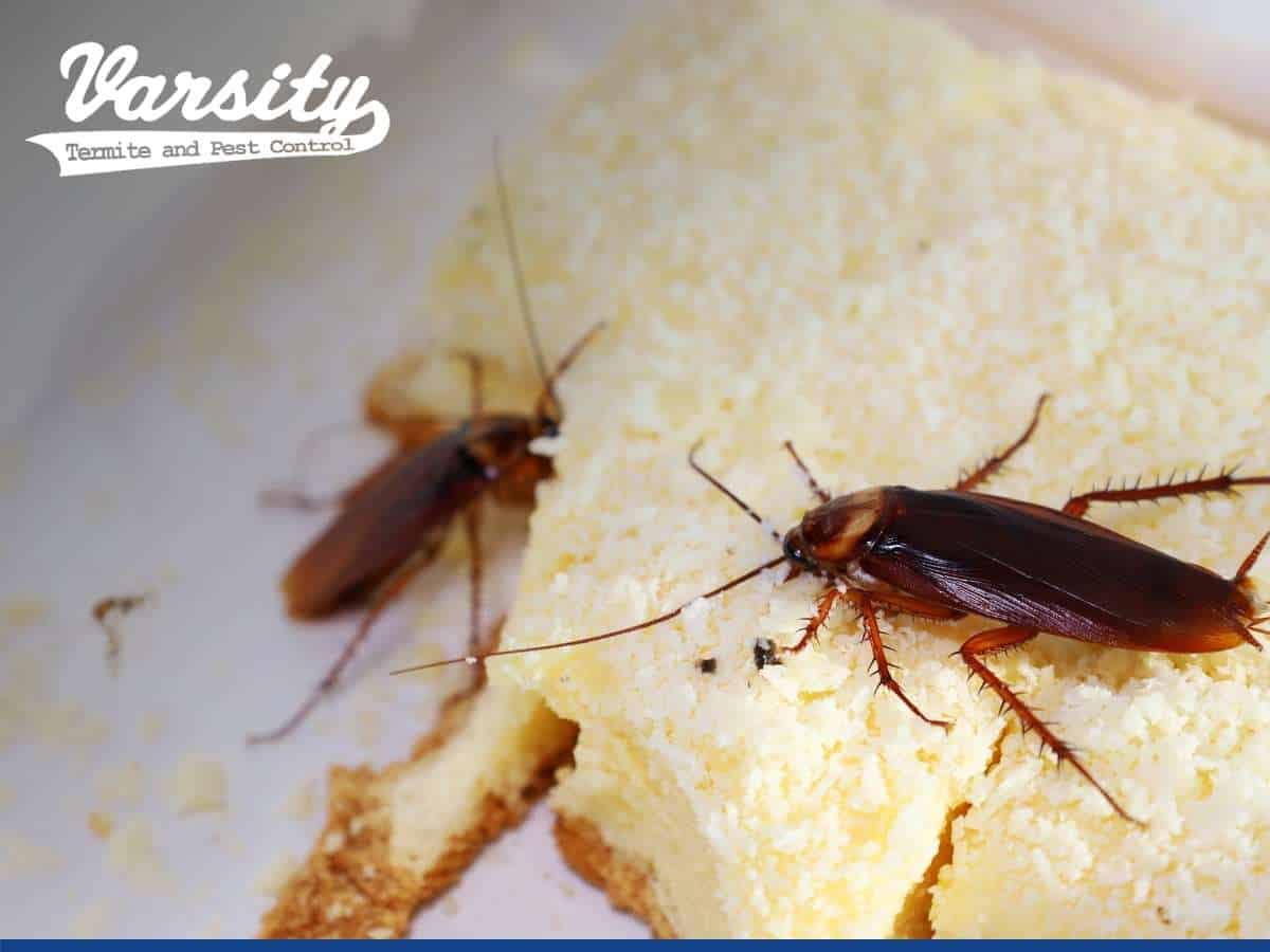 A cockroach consuming a sandwich in AZ