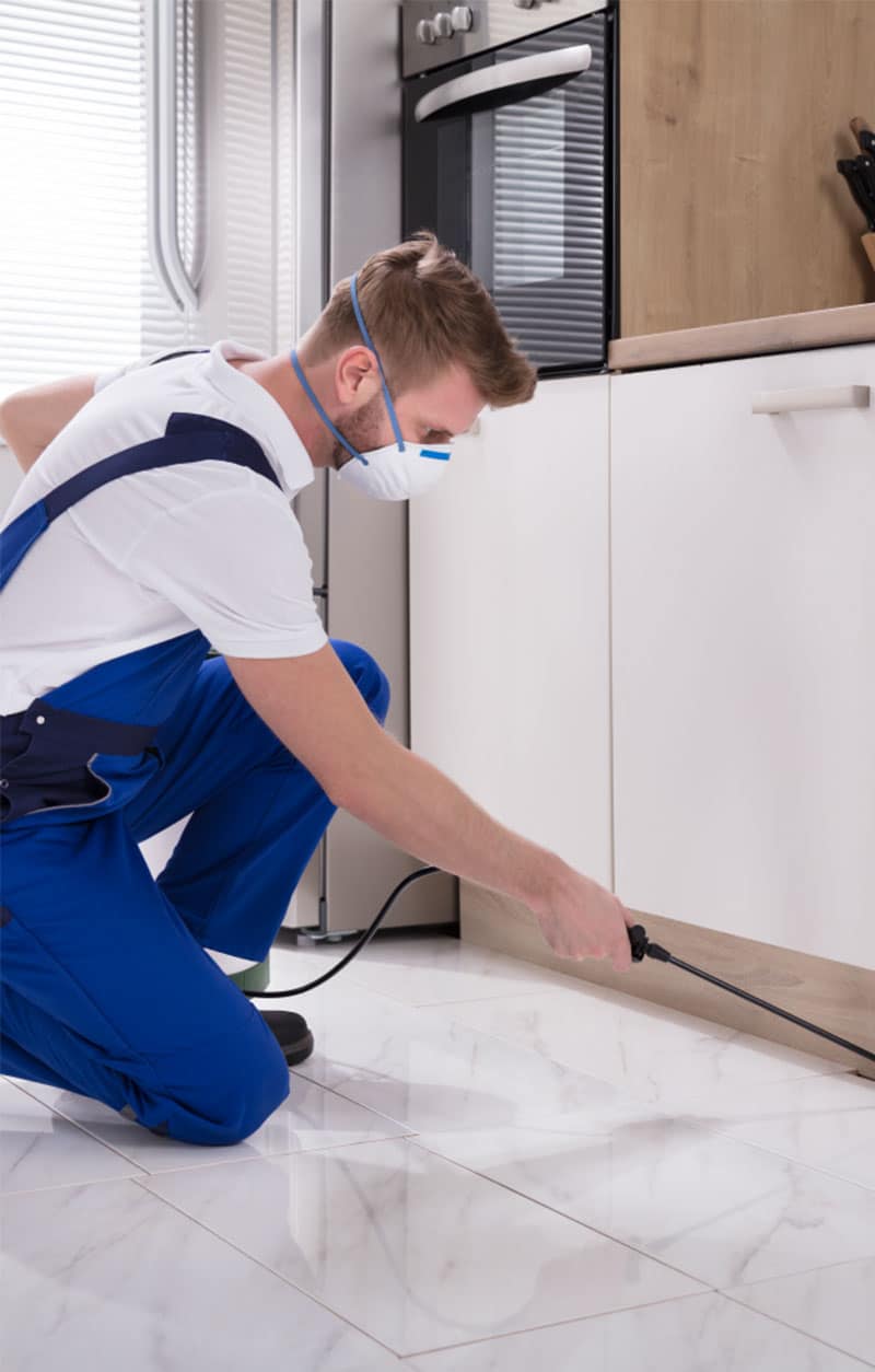 Varsity Exterminator Providing Termite Treatment In A Scottsdale's Kitchen Home