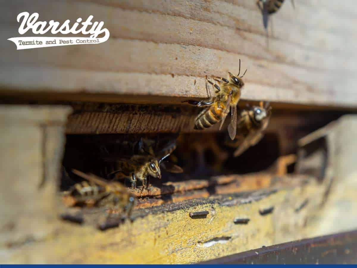 A Bee Nest in a AZ Home