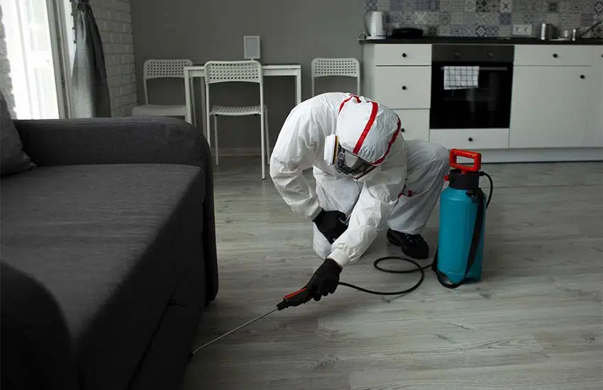 Female Professionals For Scorpion Pest Control Services In Arizona