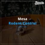 Mesa Rodent Control Services At https://varsity.myfavoritewebdesigns.com/