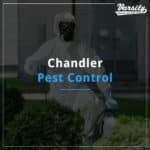 Chandler Pest Control By Varsity Termite And Pest Control