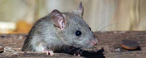 Avoid The Dangers Of Rat And Rodent Infestations With Tempe Rodent Control