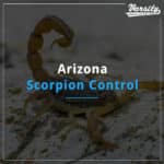 Arizona Scorpion Control At https://varsity.myfavoritewebdesigns.com/