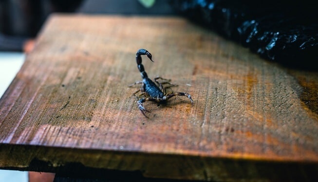 What You Need To Know About Bark Scorpions In Queen Creek