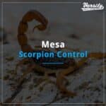 Mesa Scorpion Control At https://varsity.myfavoritewebdesigns.com/