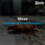 Mesa Cockroach Exterminators At https://varsity.myfavoritewebdesigns.com/