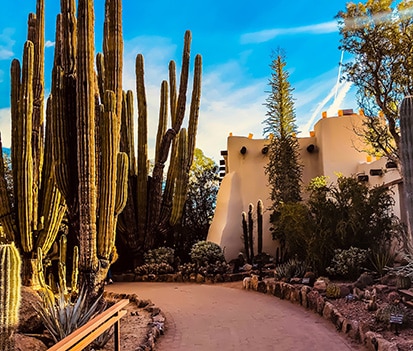 Scorpion Control In Mountain Village, Phoenix