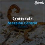 Scottsdale Scorpion Control At https://varsity.myfavoritewebdesigns.com/