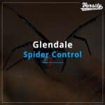 Glendale Spider Control At https://varsity.myfavoritewebdesigns.com/