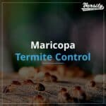 Maricopa Termite Control https://varsity.myfavoritewebdesigns.com/