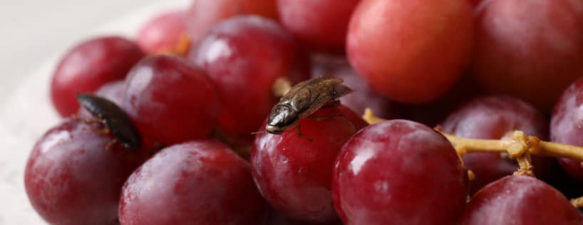 Avoid cockroach infestations by covering food and water