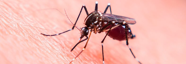 Avoid Mosquito Bites with our Effective Control Services in Arizona