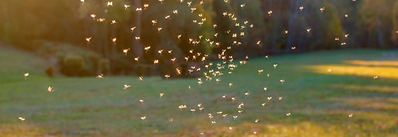 Efficient Treatment in Backyard for Mosquito Infestations