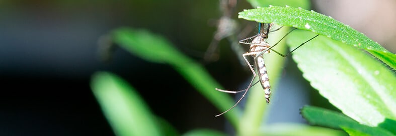 Arizona's Top-Rated Mosquito Control Company Near You