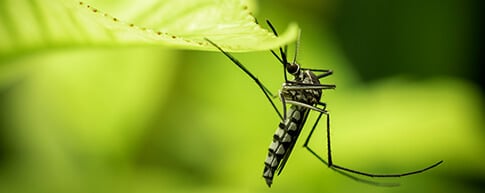 Best-rated mosquito control for yards in Arizona