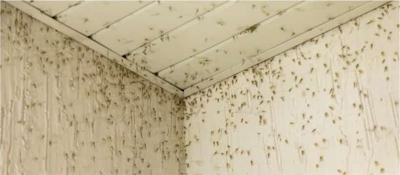 Mosquito Treatment for Home Infestations In Mesa, AZ