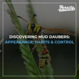 Discovering Mud Daubers: Appearance, Habits & Control