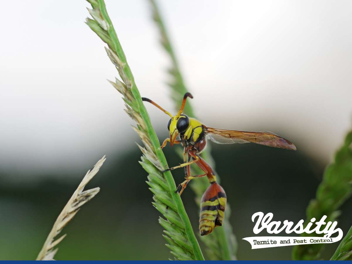 Mud Dauber perched on grass blade